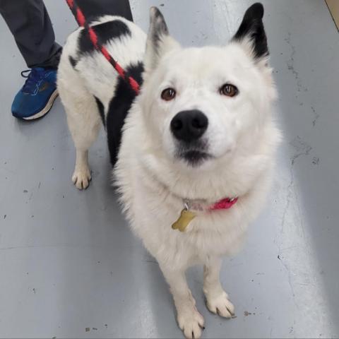 LOKI, an adoptable Border Collie in Point Richmond, CA, 94801 | Photo Image 2