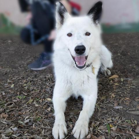 LOKI, an adoptable Border Collie in Point Richmond, CA, 94801 | Photo Image 3