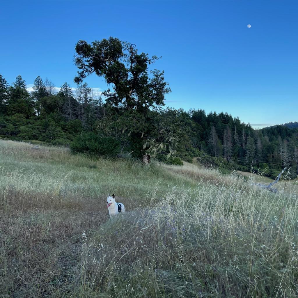 LOKI, an adoptable Border Collie in Point Richmond, CA, 94801 | Photo Image 3