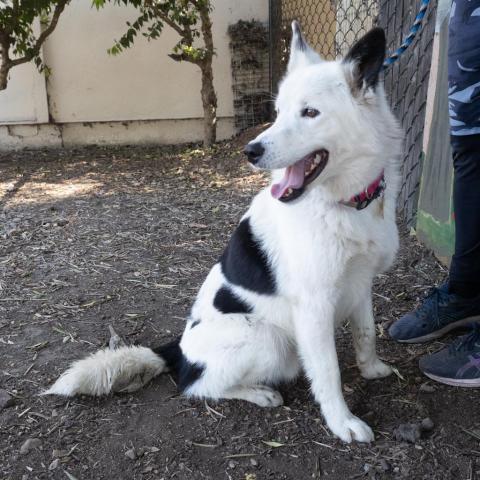 LOKI, an adoptable Border Collie in Point Richmond, CA, 94801 | Photo Image 4