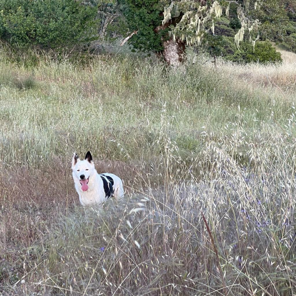 LOKI, an adoptable Border Collie in Point Richmond, CA, 94801 | Photo Image 4