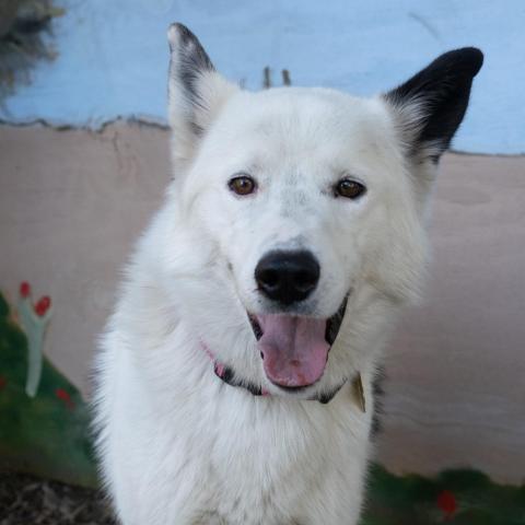 LOKI, an adoptable Border Collie in Point Richmond, CA, 94801 | Photo Image 5