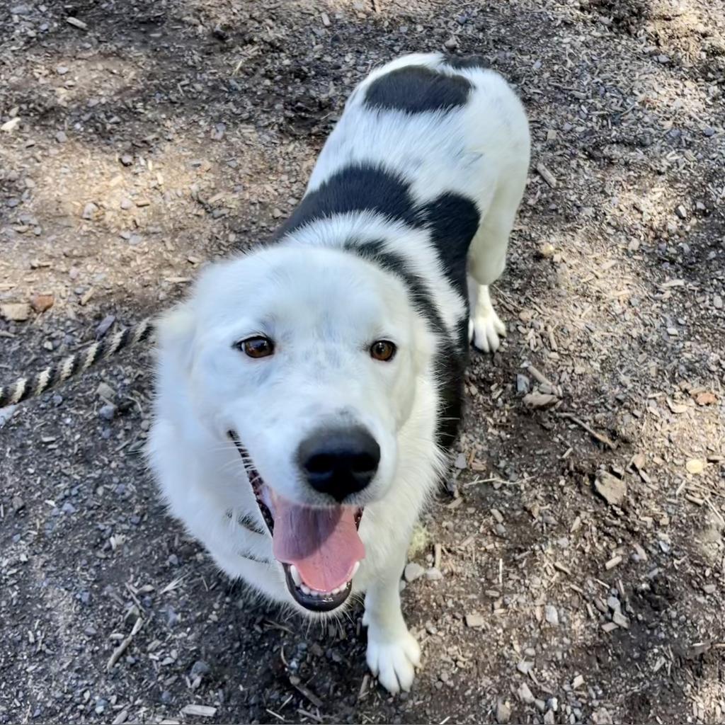 LOKI, an adoptable Border Collie in Point Richmond, CA, 94801 | Photo Image 5