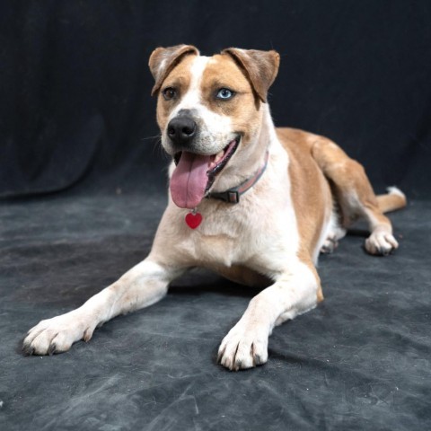 SHUKA, an adoptable Cattle Dog in Point Richmond, CA, 94801 | Photo Image 1