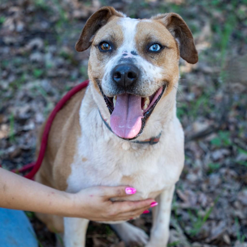 SHUKA, an adoptable Cattle Dog in Point Richmond, CA, 94801 | Photo Image 1