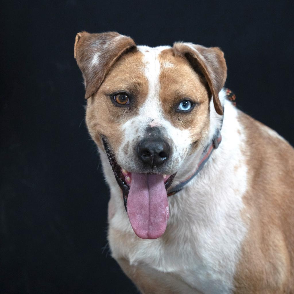 SHUKA, an adoptable Cattle Dog in Point Richmond, CA, 94801 | Photo Image 1
