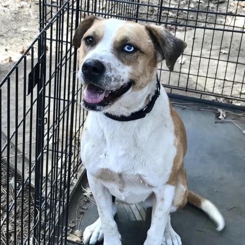 SHUKA, an adoptable Cattle Dog in Point Richmond, CA, 94801 | Photo Image 2