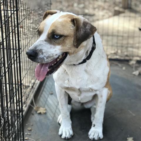 SHUKA, an adoptable Cattle Dog in Point Richmond, CA, 94801 | Photo Image 3