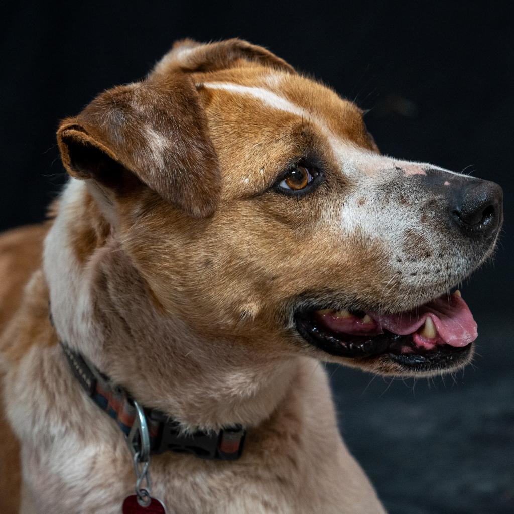 SHUKA, an adoptable Cattle Dog in Point Richmond, CA, 94801 | Photo Image 3