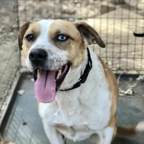 SHUKA, an adoptable Cattle Dog in Point Richmond, CA, 94801 | Photo Image 4