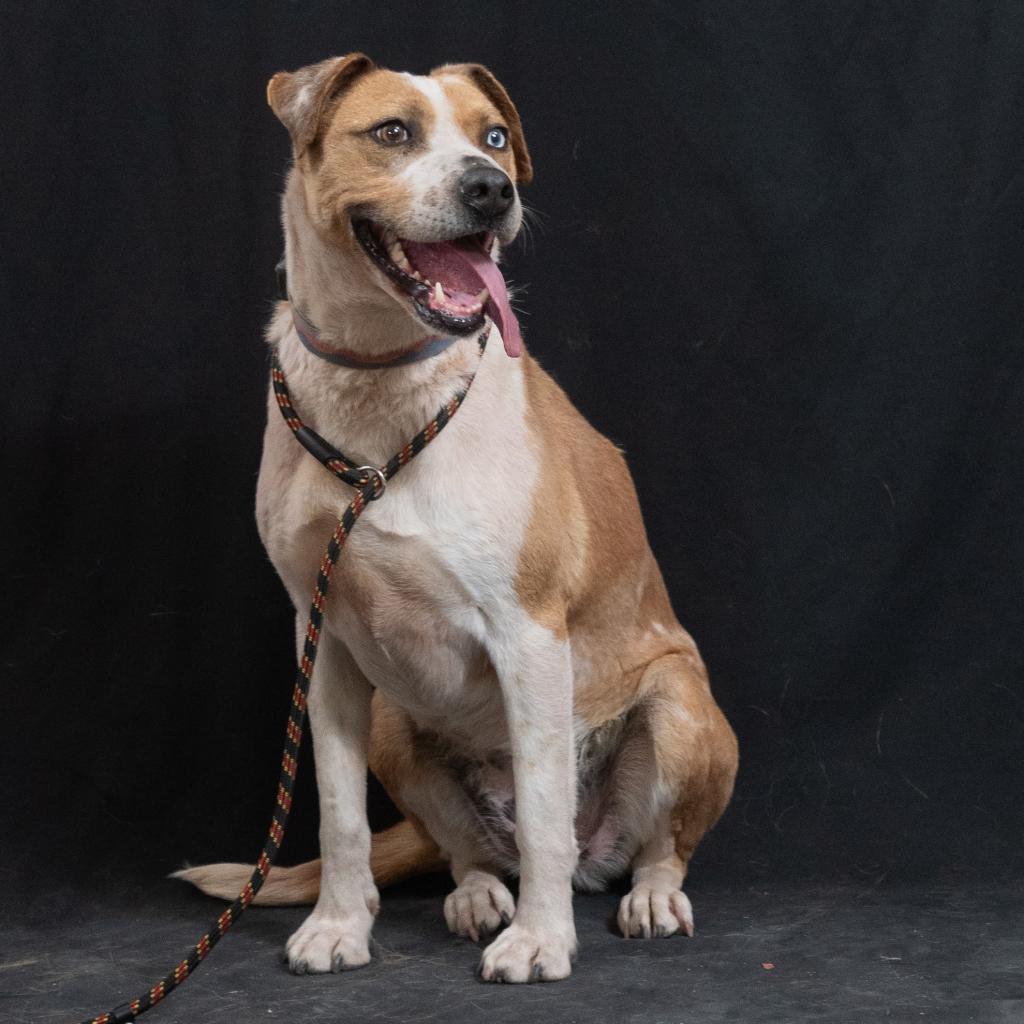 SHUKA, an adoptable Cattle Dog in Point Richmond, CA, 94801 | Photo Image 4