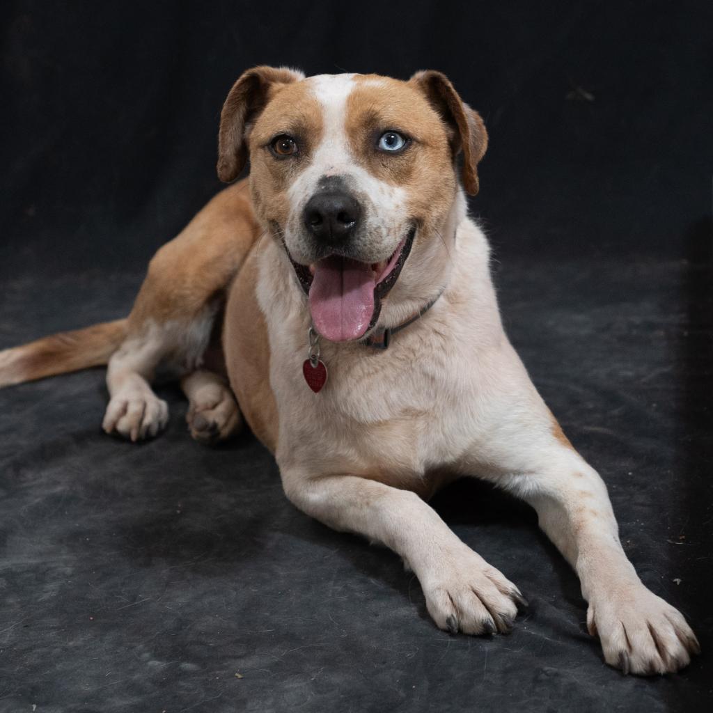 SHUKA, an adoptable Cattle Dog in Point Richmond, CA, 94801 | Photo Image 5