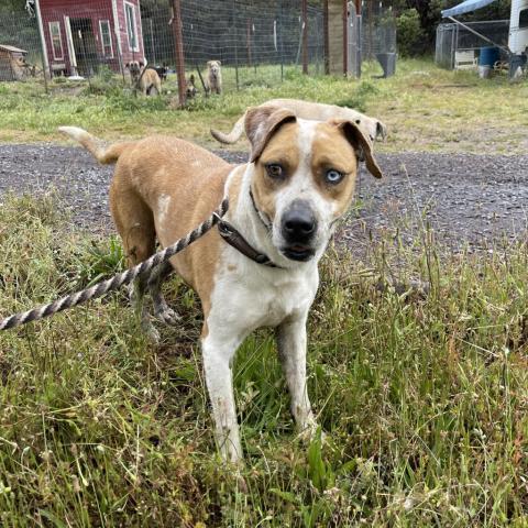 SHUKA, an adoptable Cattle Dog in Point Richmond, CA, 94801 | Photo Image 6