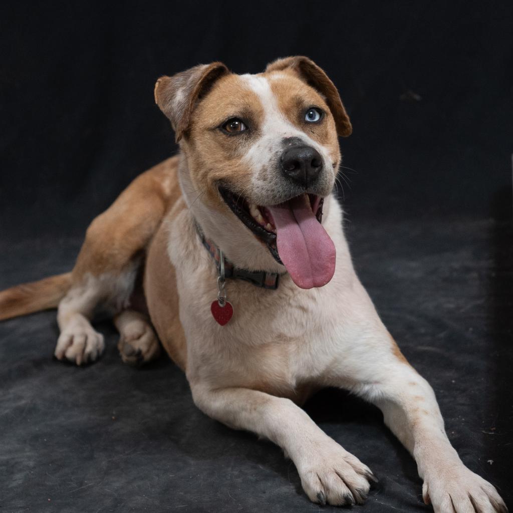 SHUKA, an adoptable Cattle Dog in Point Richmond, CA, 94801 | Photo Image 6