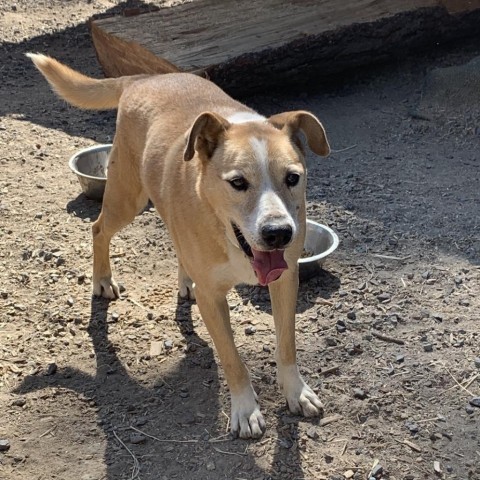 VICTOR, an adoptable Shepherd, Labrador Retriever in Point Richmond, CA, 94801 | Photo Image 1