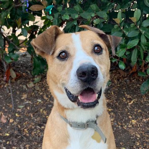 VICTOR, an adoptable Shepherd, Labrador Retriever in Point Richmond, CA, 94801 | Photo Image 2