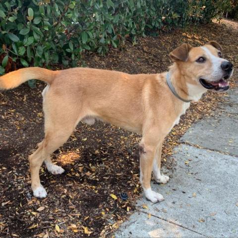 VICTOR, an adoptable Shepherd, Labrador Retriever in Point Richmond, CA, 94801 | Photo Image 3