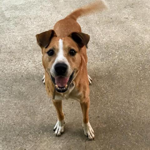 VICTOR, an adoptable Shepherd, Labrador Retriever in Point Richmond, CA, 94801 | Photo Image 4