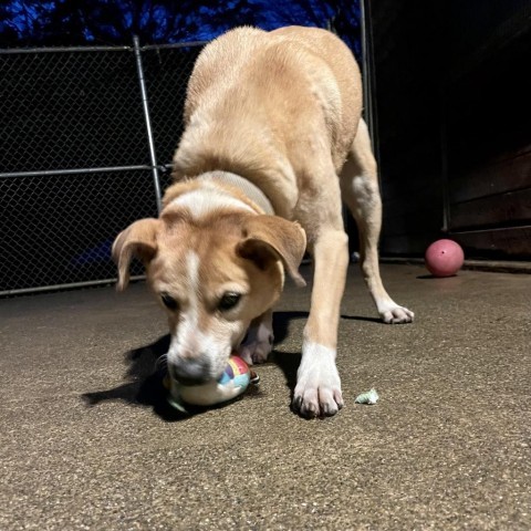 VICTOR, an adoptable Shepherd, Labrador Retriever in Point Richmond, CA, 94801 | Photo Image 6