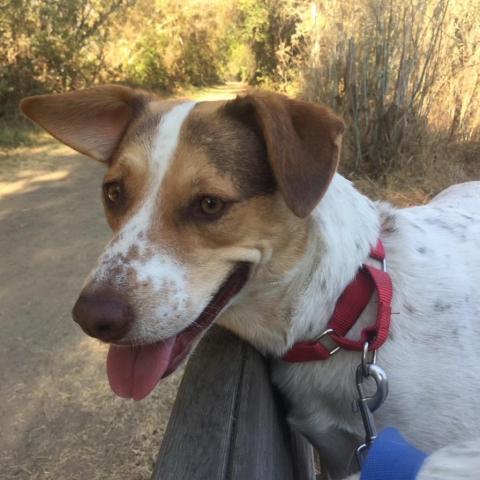 CINNAMON, an adoptable Treeing Walker Coonhound, Cattle Dog in Point Richmond, CA, 94801 | Photo Image 1