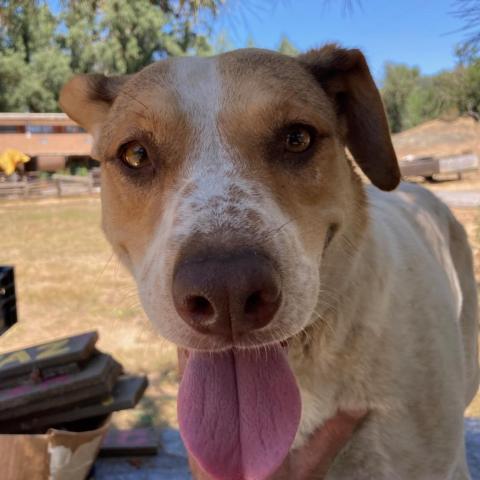 CINNAMON, an adoptable Treeing Walker Coonhound, Cattle Dog in Point Richmond, CA, 94801 | Photo Image 2