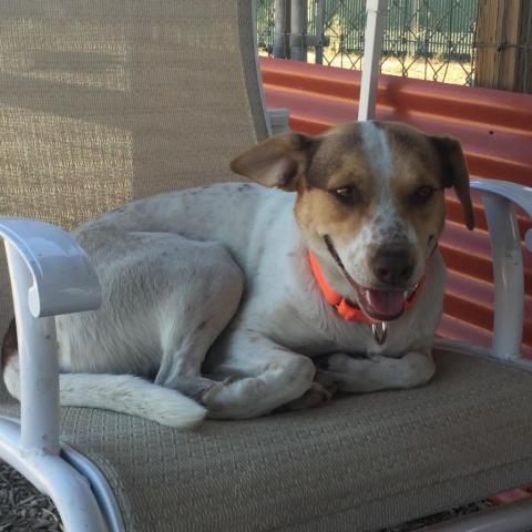 CINNAMON, an adoptable Treeing Walker Coonhound, Cattle Dog in Point Richmond, CA, 94801 | Photo Image 3