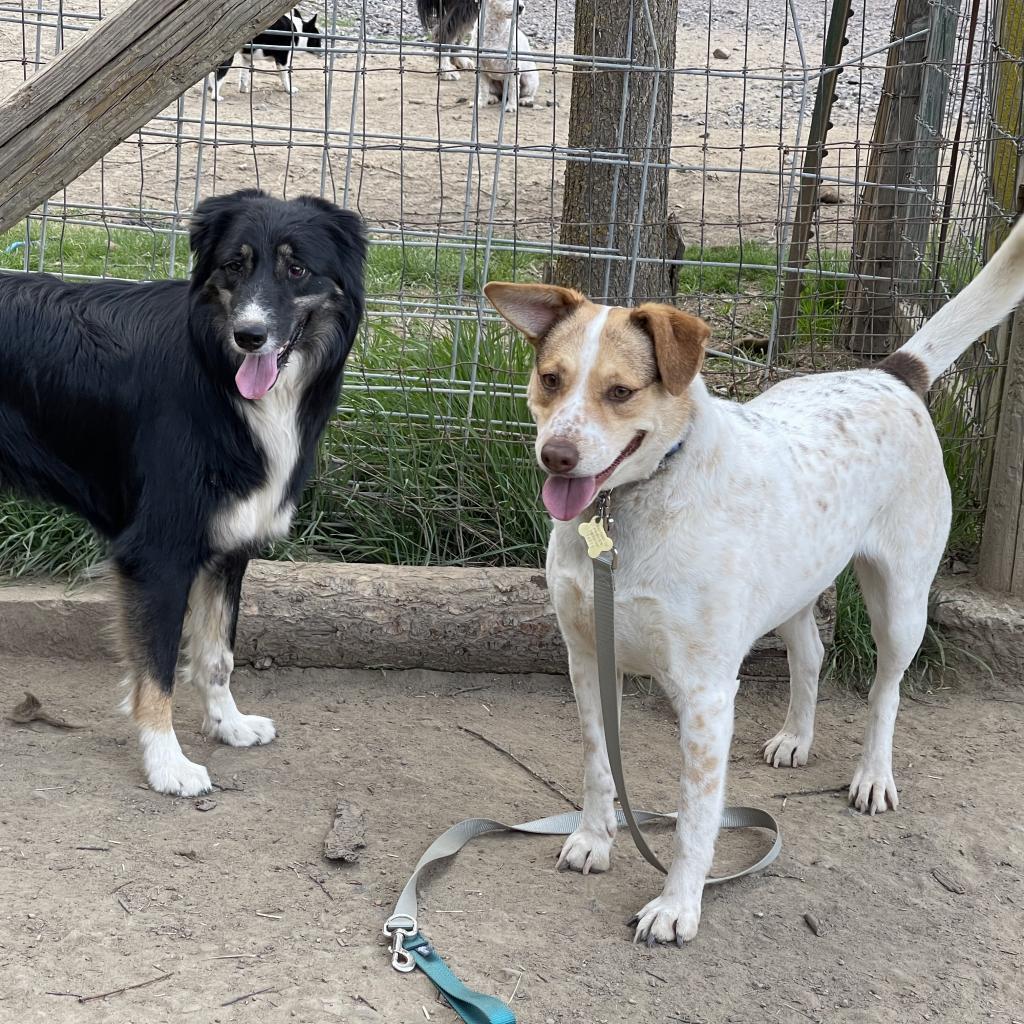 CINNAMON, an adoptable Treeing Walker Coonhound, Cattle Dog in Point Richmond, CA, 94801 | Photo Image 3