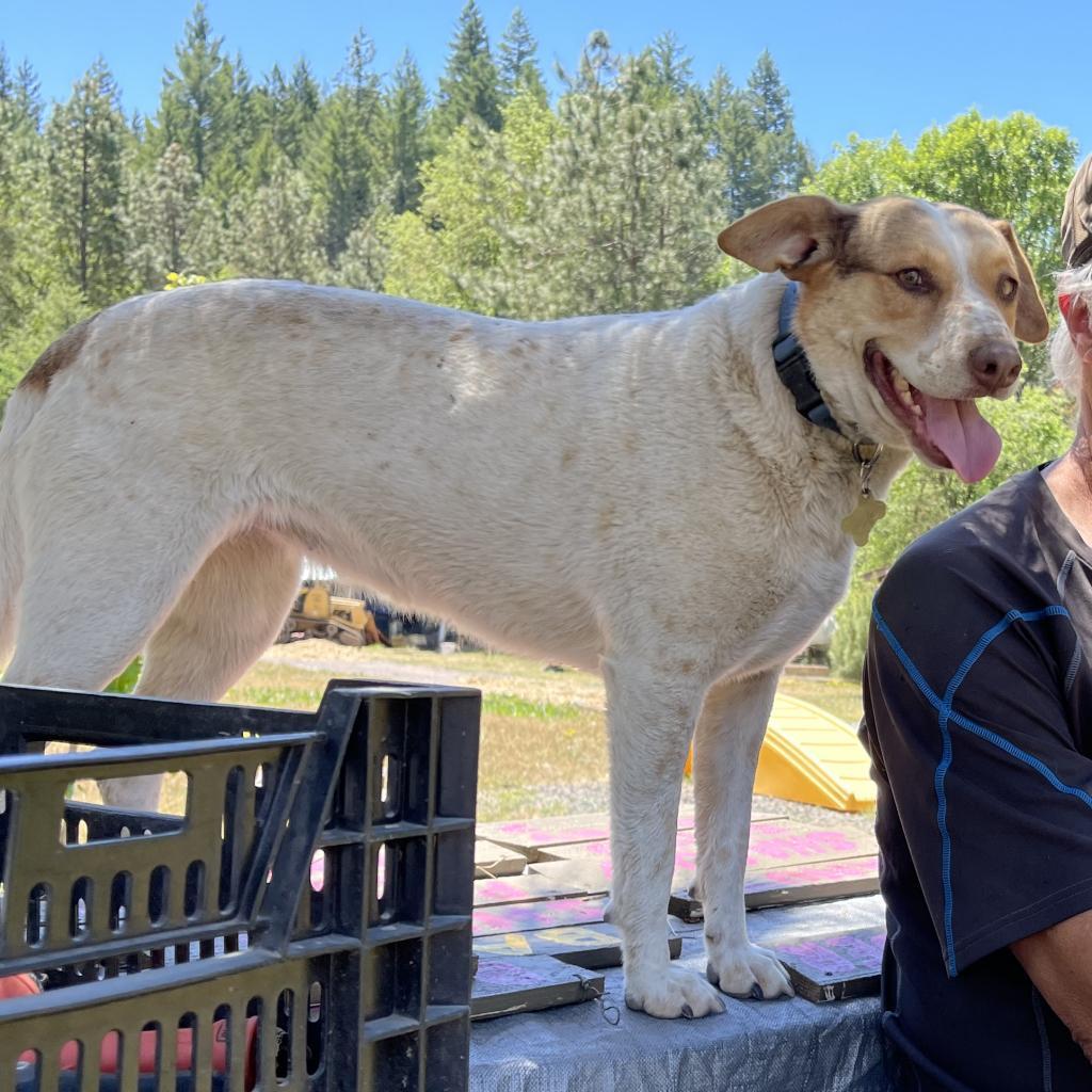 CINNAMON, an adoptable Treeing Walker Coonhound, Cattle Dog in Point Richmond, CA, 94801 | Photo Image 3