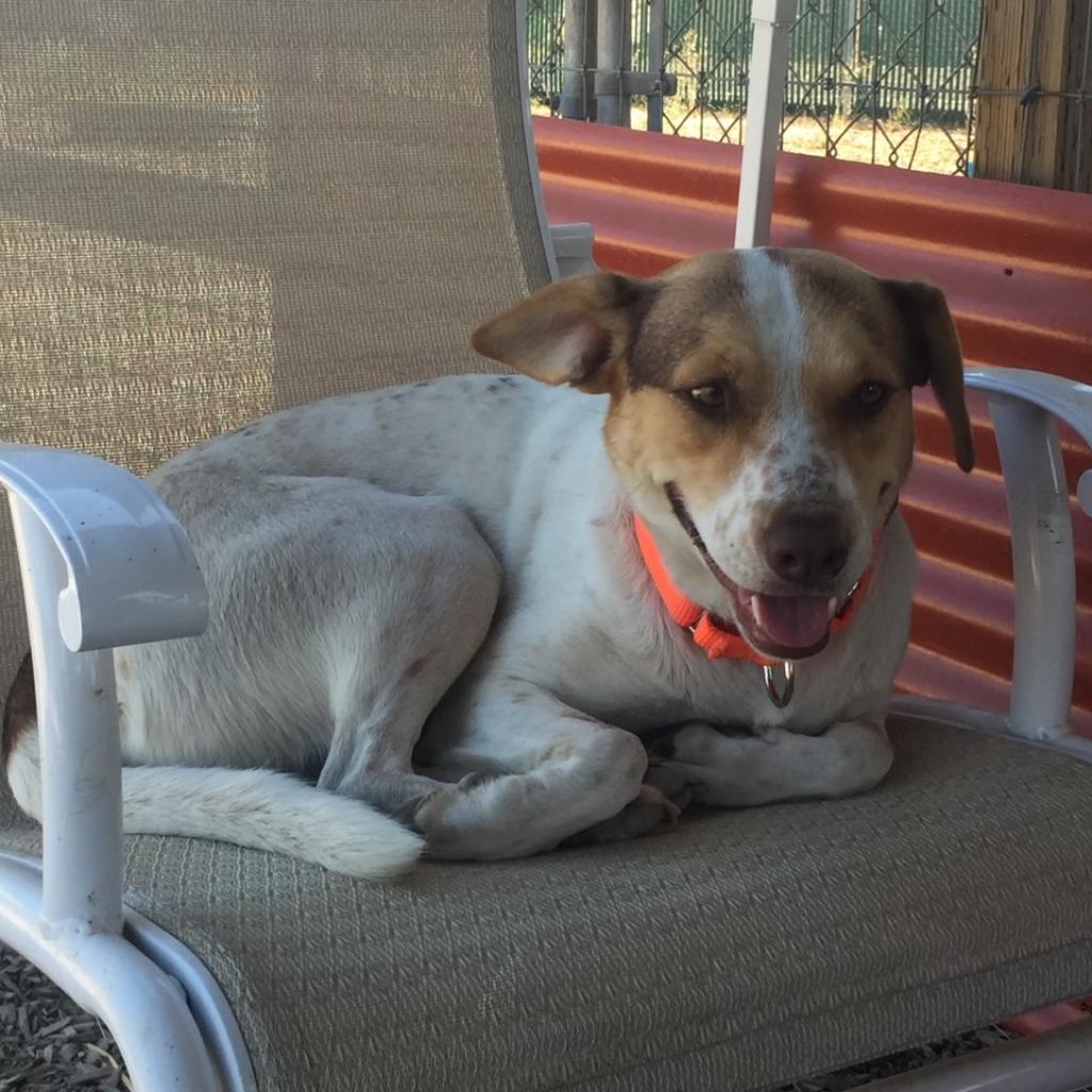 CINNAMON, an adoptable Treeing Walker Coonhound, Cattle Dog in Point Richmond, CA, 94801 | Photo Image 4