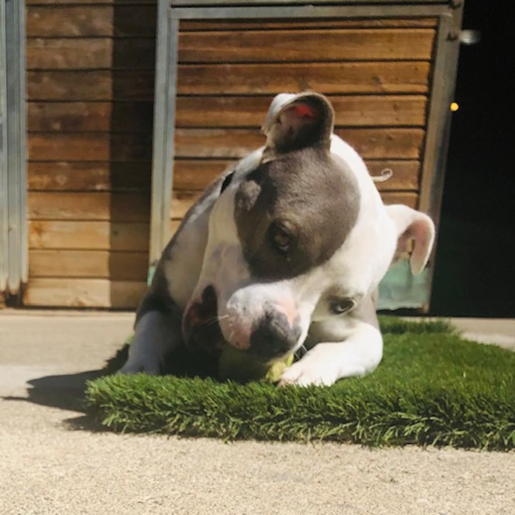 BAZINGA, an adoptable American Staffordshire Terrier in Point Richmond, CA, 94801 | Photo Image 1