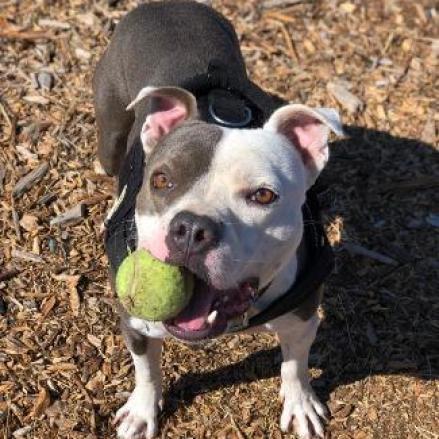 BAZINGA, an adoptable American Staffordshire Terrier in Point Richmond, CA, 94801 | Photo Image 2