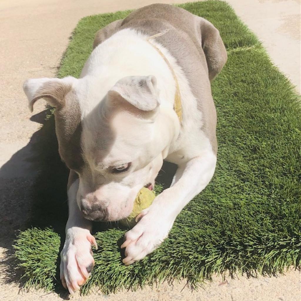 BAZINGA, an adoptable American Staffordshire Terrier in Point Richmond, CA, 94801 | Photo Image 2