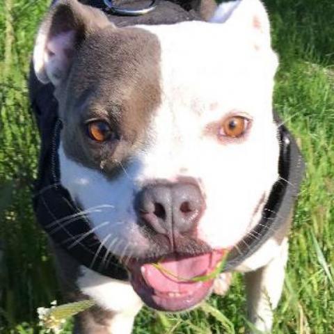 BAZINGA, an adoptable American Staffordshire Terrier in Point Richmond, CA, 94801 | Photo Image 3