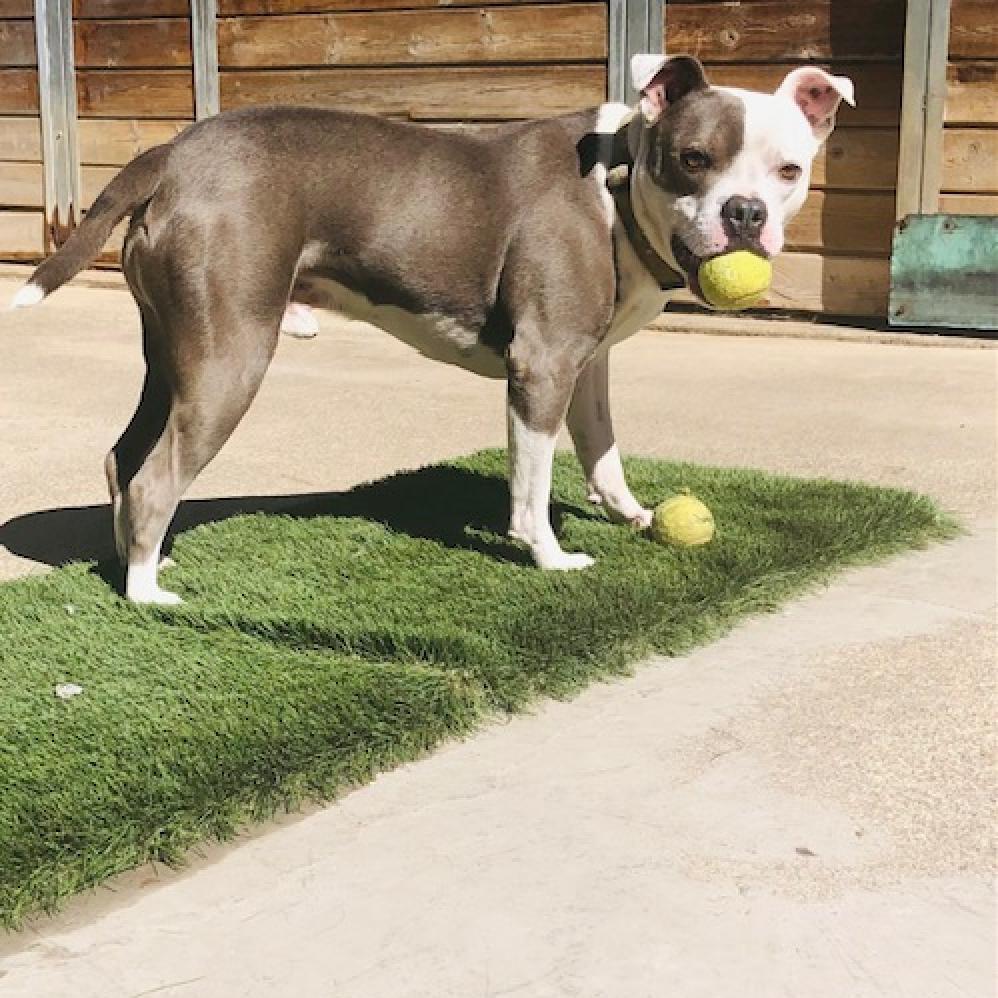 BAZINGA, an adoptable American Staffordshire Terrier in Point Richmond, CA, 94801 | Photo Image 3