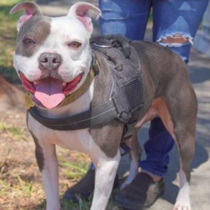 BAZINGA, an adoptable American Staffordshire Terrier in Point Richmond, CA, 94801 | Photo Image 4