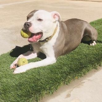 BAZINGA, an adoptable American Staffordshire Terrier in Point Richmond, CA, 94801 | Photo Image 4