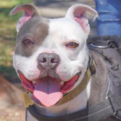 BAZINGA, an adoptable American Staffordshire Terrier in Point Richmond, CA, 94801 | Photo Image 5