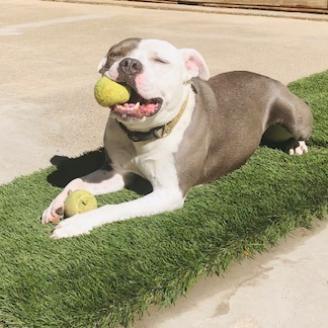 BAZINGA, an adoptable American Staffordshire Terrier in Point Richmond, CA, 94801 | Photo Image 5