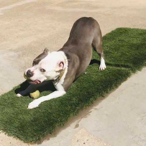 BAZINGA, an adoptable American Staffordshire Terrier in Point Richmond, CA, 94801 | Photo Image 6