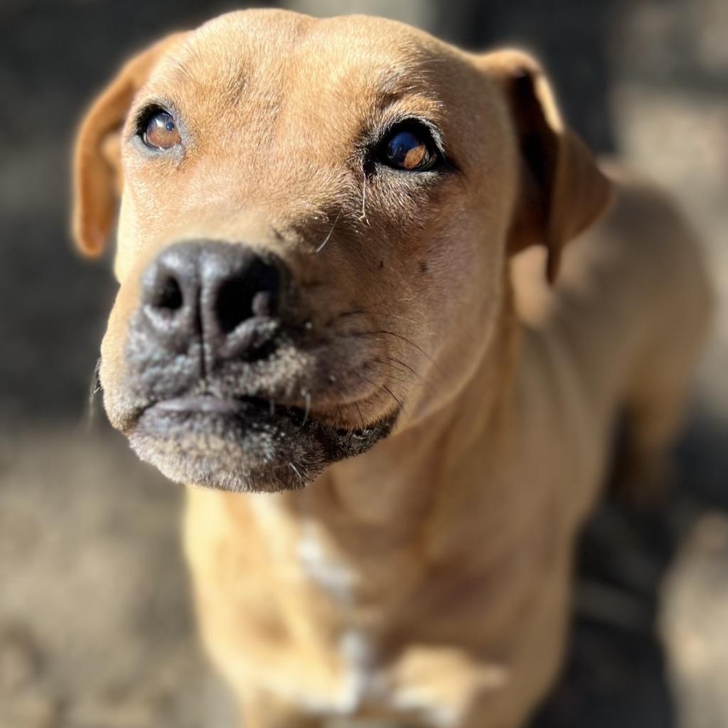 SUGAR POP, an adoptable Pit Bull Terrier in Point Richmond, CA, 94801 | Photo Image 1