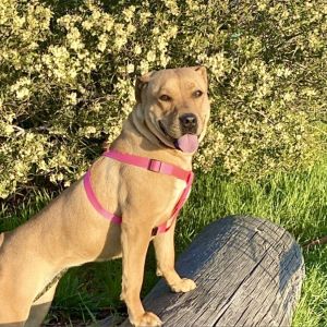 SUGAR POP, Adult Female Pit Bull Terrier