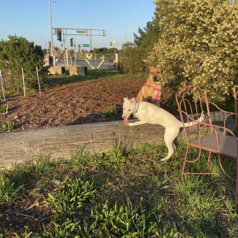 SUGAR POP, an adoptable Pit Bull Terrier in Point Richmond, CA, 94801 | Photo Image 2