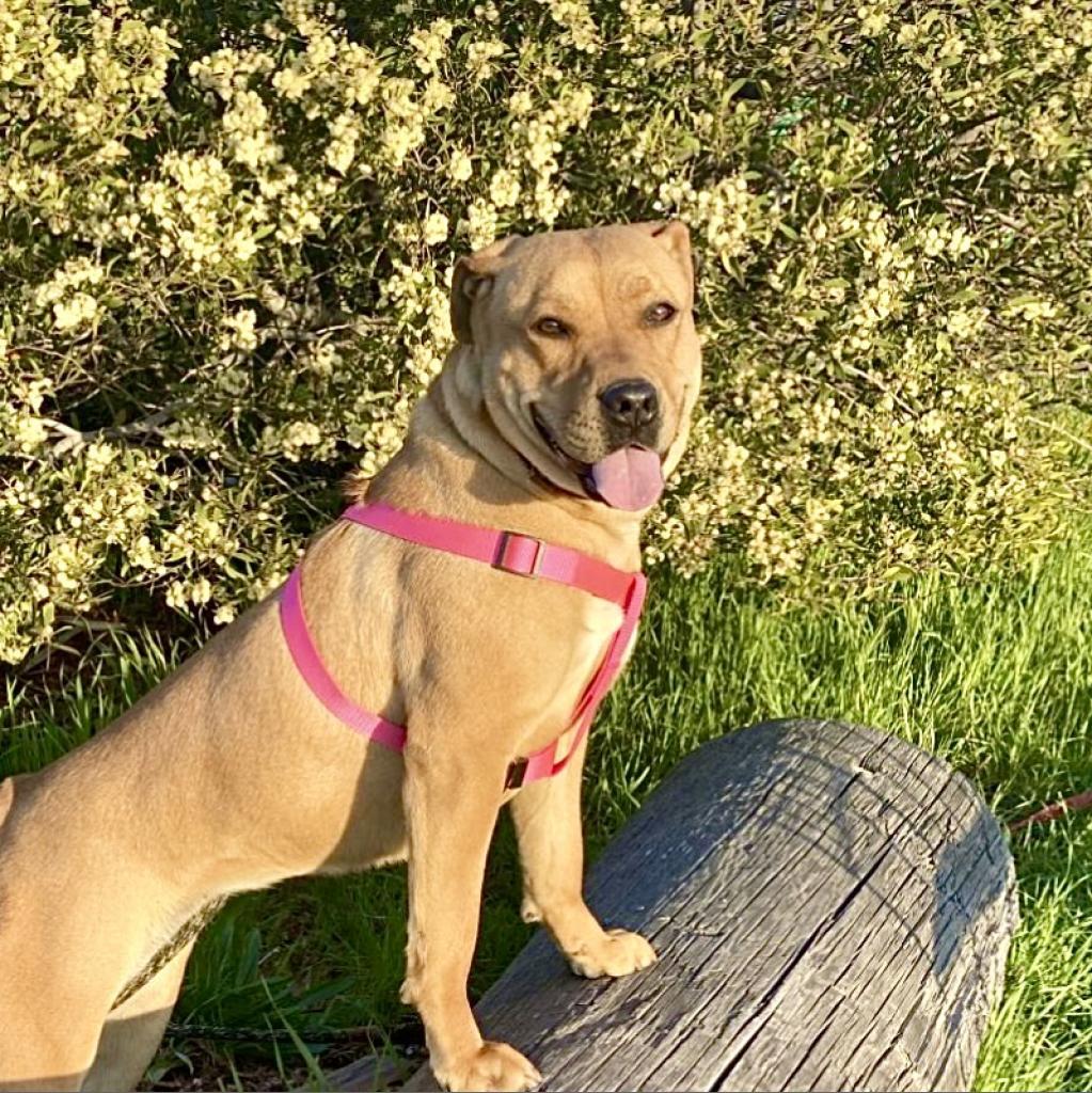 SUGAR POP, an adoptable Pit Bull Terrier in Point Richmond, CA, 94801 | Photo Image 2