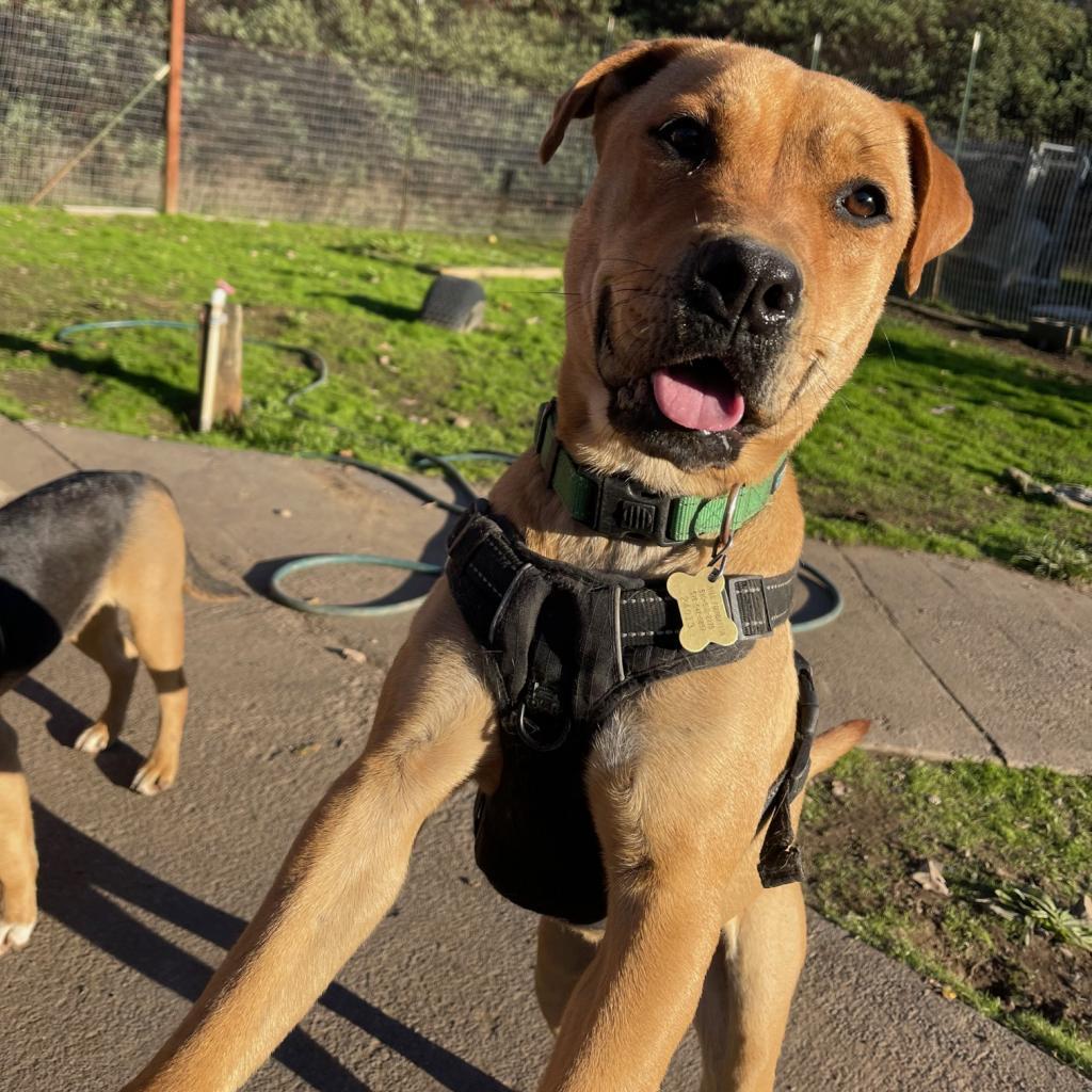 SUGAR POP, an adoptable Pit Bull Terrier in Point Richmond, CA, 94801 | Photo Image 3