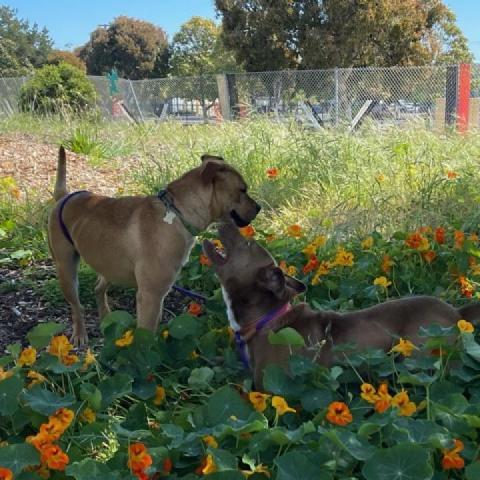 SUGAR POP, an adoptable Pit Bull Terrier in Point Richmond, CA, 94801 | Photo Image 4