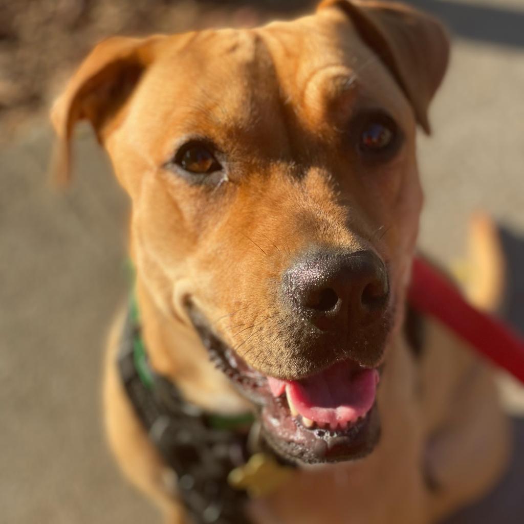 SUGAR POP, an adoptable Pit Bull Terrier in Point Richmond, CA, 94801 | Photo Image 4