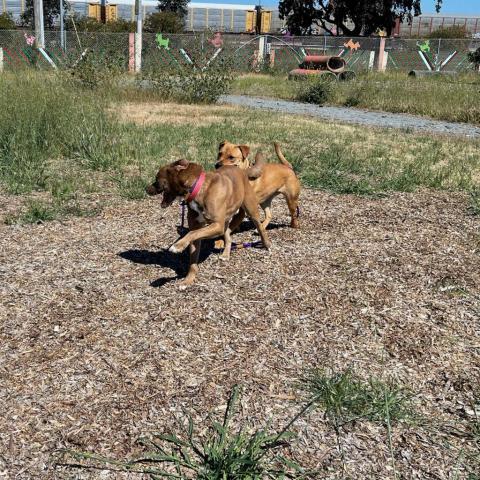 SUGAR POP, an adoptable Pit Bull Terrier in Point Richmond, CA, 94801 | Photo Image 5