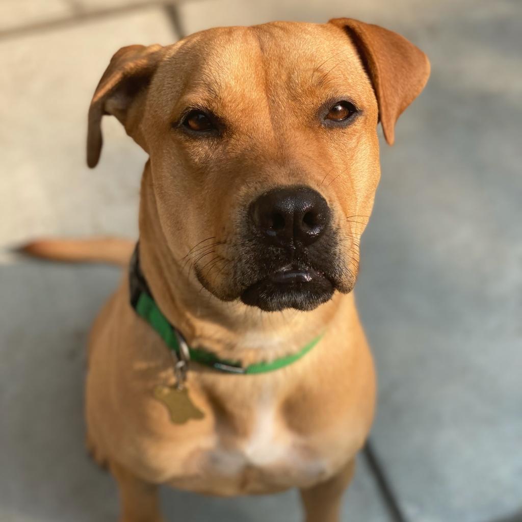 SUGAR POP, an adoptable Pit Bull Terrier in Point Richmond, CA, 94801 | Photo Image 5