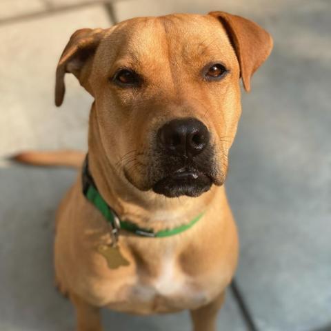 SUGAR POP, an adoptable Pit Bull Terrier in Point Richmond, CA, 94801 | Photo Image 6