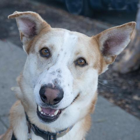 TUCK, an adoptable German Shepherd Dog in Point Richmond, CA, 94801 | Photo Image 1